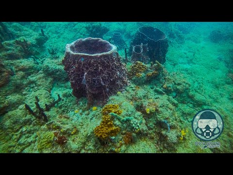 2025 First Dive DDTPR