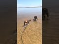 Sasha And Sophie The Wonder Dog