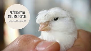 Miniatura do vídeo