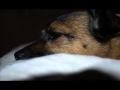 Sandie Shaw - Had a Dream Last Night