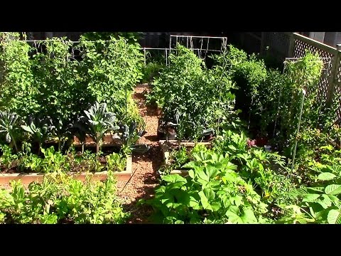 How to Grow a lot of Food in a Small Garden - 9 EZ tips