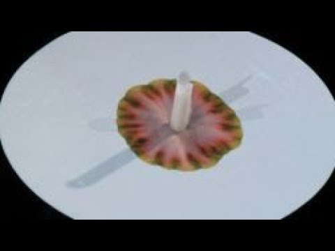 Separation processes - Chemistry school film