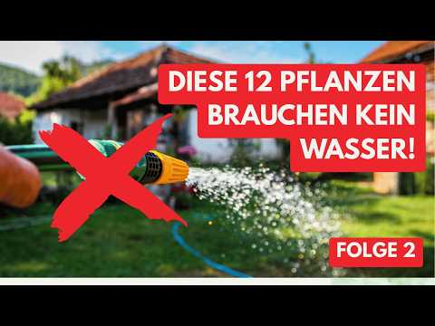 12 drought-resistant plants that will SAVE your garden