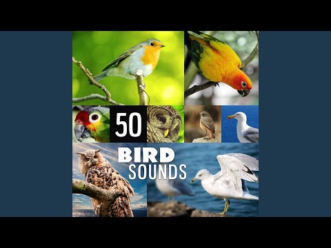 Download Absolutely Relaxing Oasis Bird Song Ambient Music Therapy Mp3
dan Mp4 2018