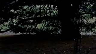 Ancient - Willow The Wisp