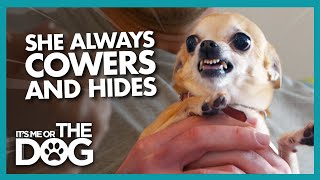 Tiny Chihuahua is Scared of Her own Reflection! | It