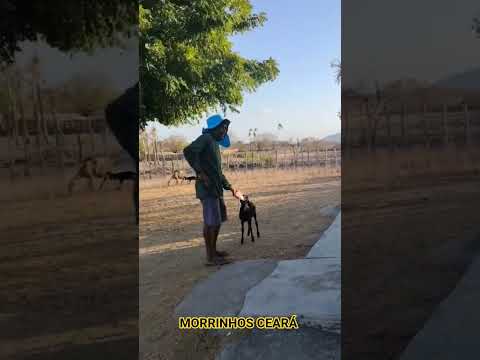 MORRINHOS CEARÁ