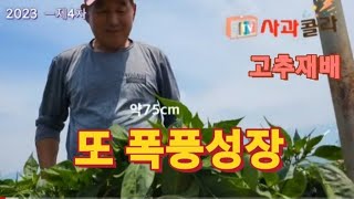 [고추재배23-4] 볼때마다 놀랍다/폭풍성장 비결/ 3차 줄매기와 관수 간격