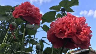 Gittes Have Haveforeningens Havefestival 2017