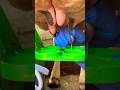 Amazing Milking Processing Cows Milking
