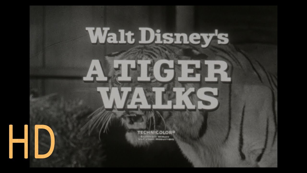 A Tiger Walks Walt Disney 1964 TV Spot 16mm HD Brian Keith Vera Miles Pamela Franklin Sabu Trailer