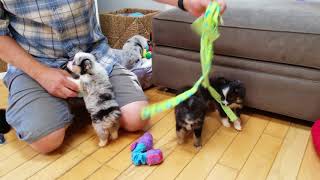 Bluebell&#39;s Pups at 7 and a half weeks