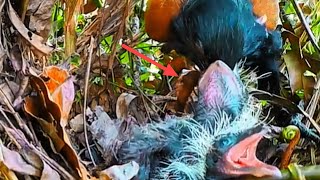 Download lagu WHEN BABY BIRDS RUSH TO EAT mp3