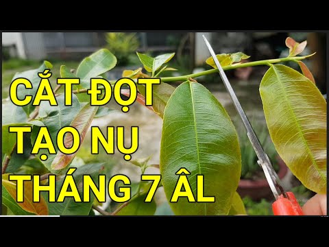 🔴QBS22244 - CHẶN ĐỌT TẠO NỤ MAI VÀNG | CÁCH TẠO NỤ MAI VÀNG | TẠO NỤ MAI VÀNG MIỀN BẮC VÀO THÁNG MẤY