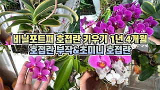 호접란을 비닐포트째 1년 4개월 키워봤습니다. 독일카씨 호접란 근황(부작 호접란, 초미니 호접란)