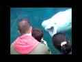 The Case Of The Sea World Adventure Seaworld Adventure