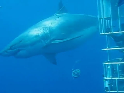 Lo squalo bianco più grande del mondo avvistato in Messico (Megalodon?)