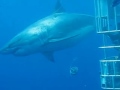 Lo Squalo Bianco Più Grande Del Mondo Avvistato In Messico Megalodon