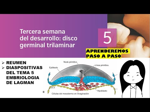 TEMA 5: EMBRIOLOGIA TERCERA SEMANA DEL DESARROLLO: DISCO GERMINAL TRILAMINAR