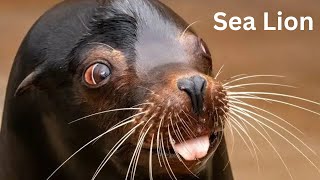 Cover art for Sea Lion Rap