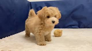 ハーフ犬の動画01