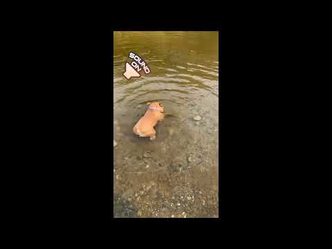 Frenchie gets frustrated trying to rescue rock from drowning