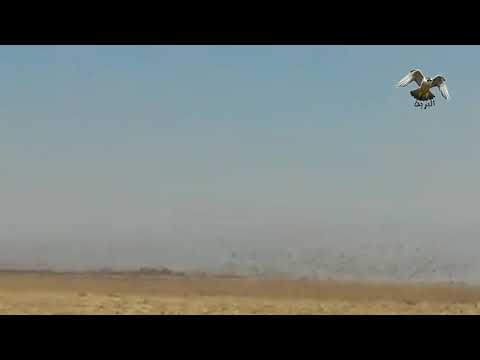 اكبر كمية قطا تم تصويرها