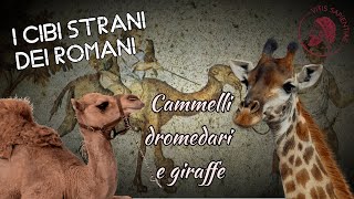 Cammelli, dromedari e giraffe | #icibistranidellanticaroma