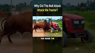 Why Did This Bull Attack the Tractor