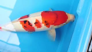 video van Sanke  2310015