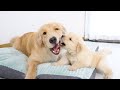 Golden Retriever is Driven Crazy by Naughty Puppy