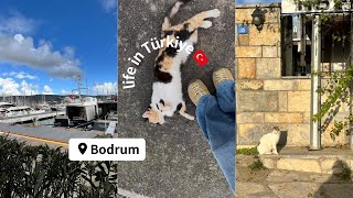 トルコ暮らし| 冬のボドルムでの静かな日常🐈