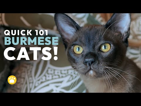 Burmese Cats Quick 101: Should You Get One?