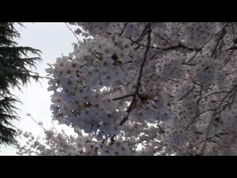 Japan 2011 Shy like an angel Maxim Novitskiy feat Dj Amure