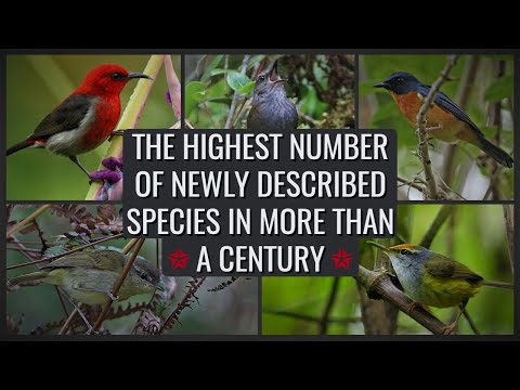 10 Recently Discovered Birds (2020) | The Highest Number of Newly Described Birds In a Century