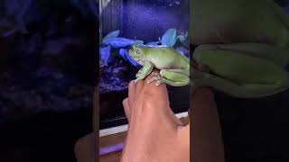 Download lagu DUMPY FROG | Katak Imut Dari PAPUA. 🐸 mp3