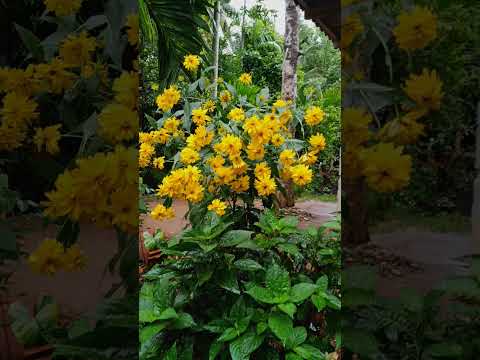 #flowers 😍😘💕