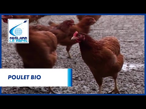 Poulet Bio - Groland - CANAL+