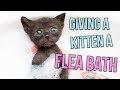 How To Give A Kitten A Flea Bath