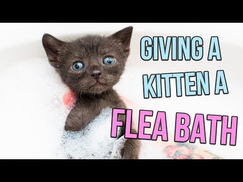 How to Give a Kitten a Flea Bath