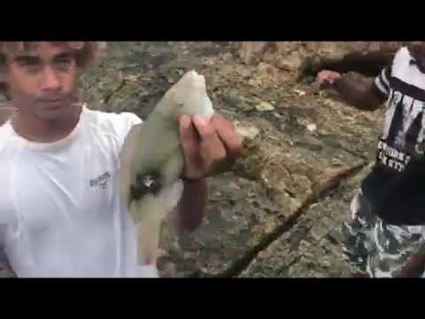 FEDY - Harmonie ( Clip Officiel )