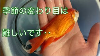 《金魚》外飼い金魚落ちてしまいました‥