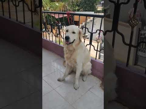 Doggy #doggie #dogslife #doglovers #doglove