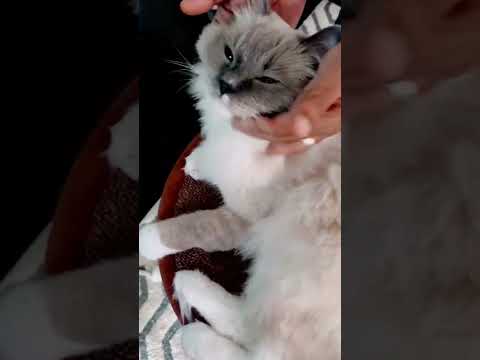 CUTE CAT GETTING MASSAGE REACTING SO BEAUTIFULLY BY CLOSING HIS EYES //ghureashi