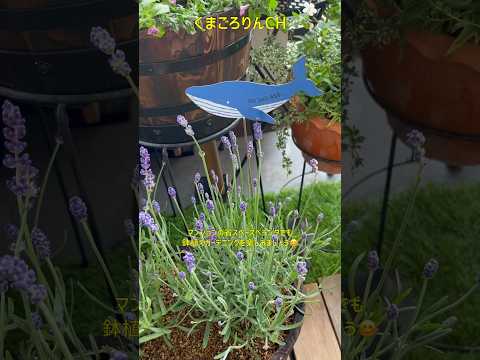 テラコッタ サン プランター ゼラニウム レッド アイビー