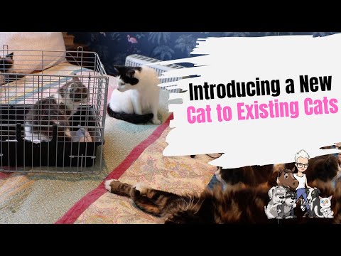 Episode 34: Introducing a New Cat to Your Existing Cat(s)
