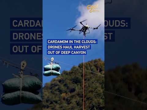 Cardamom in the clouds: Drones haul harvest out of deep canyon