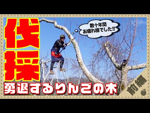 リンゴの木の伐採: 木のサイズごとのヒント 植物