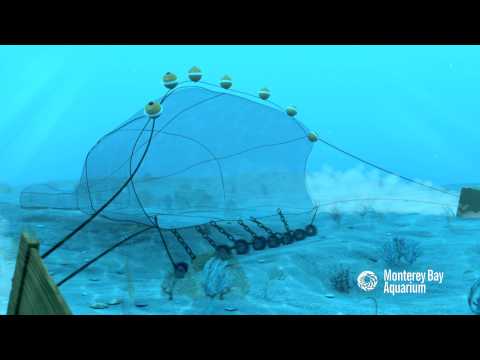 How Seafood is Caught: Bottom Trawling
