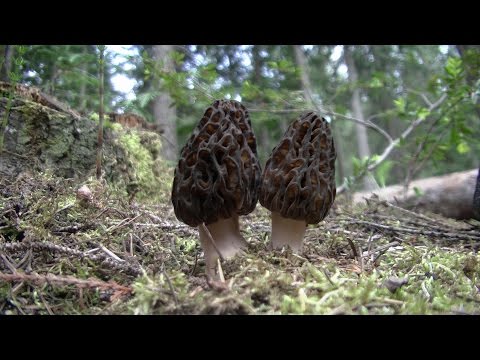 Harvesting and cooking Morel Mushrooms
